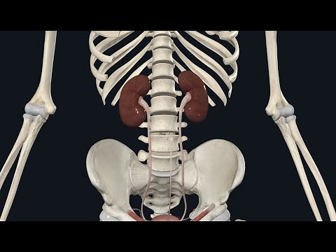 Comprendre l'ANATOMIE DU REIN 3D