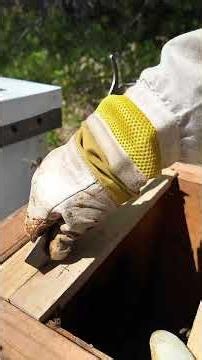 🐝 Can You Spot What's Wrong With This Hive?