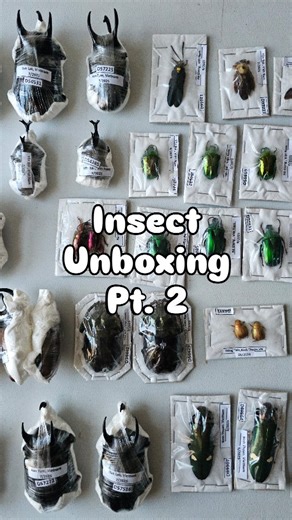 unboxing insect specimens from Vietnam Pt. 2 🇻🇳 wooooof I was super excited about this tub because BEETLES! 🪲 so many different types - big horns! shiny bodies! long legs! plus a few lil carpenter bees snuck in there too. 🐝 I get insects from all over the world. 🌎 I try to work as close as possible to where they're farmed and raised so that everything goes back into the people, insects, habitats etc. i also work with v. trusted distributors who eventually become friends!! it's so important 