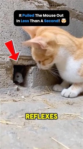 Why Cats Never Miss Their Target!?💀