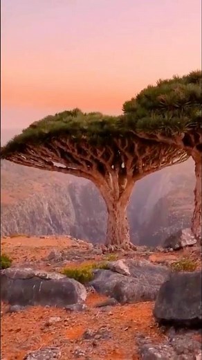 🇾🇪 Socotra - Most Unique Island