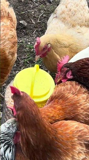 Now I understand why they get turned into chicken ￼