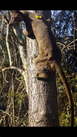 This Predator Terrifies Every Lemur in the Jungle😱#shorts