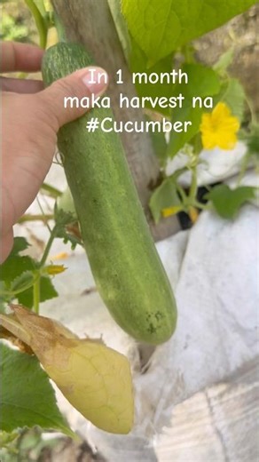 First try to plant cucumber then 1 month after harvest time na.
