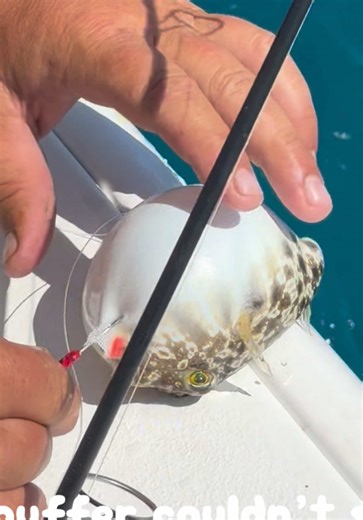 This puffer fish couldn’t swim back down until he returned the bait he stole. 🐡🎣 Fair trade. #TideTribe #PufferFish #Fishing #Florida #Funny