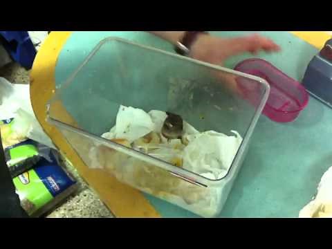 Alimentar un pájaro caído del nido - How to feed a baby bird