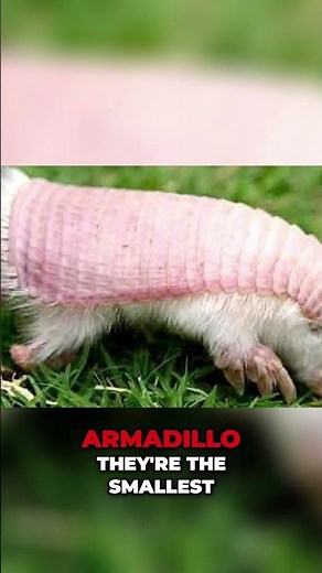 Discover the Enigmatic Pink Fairy Armadillo Nature's Mystery