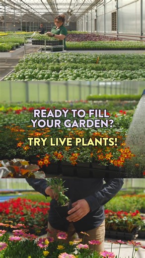 8K views · 71 reactions | Gorgeous growth awaits. Burpee live plants make it easy to build your dream garden with plants that are nurtured by experts and shipped at their best. Offering an extensive selection, our plants arrive fresh, healthy, and ready to thrive. From vibrant flowers to delicious veggies, our wide selection has everything you need for a successful garden. Shop garden-ready plants: https://bit.ly/3koUQOd | Burpee Gardening | Facebook