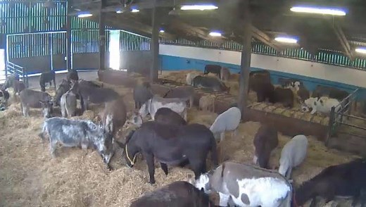 Quick! Catch a barn full of happy donkeys on the webcam right now! >> www.thedonkeysanctuary.org.uk/webcam1 | The Donkey Sanctuary