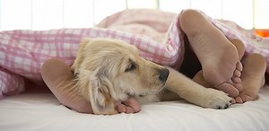 Why Do Dogs Lay, Sit, & Sleep on your Feet?
