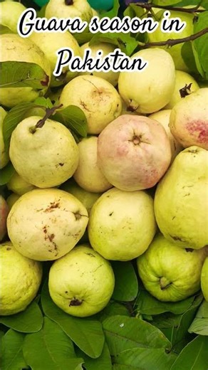 #guava #guavafruits #guavabenefits #guavaleaf #guavachutney #guavashake