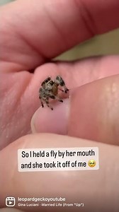 Hand Feeding My Adorable Little Jumping Spider 🥰 #shorts