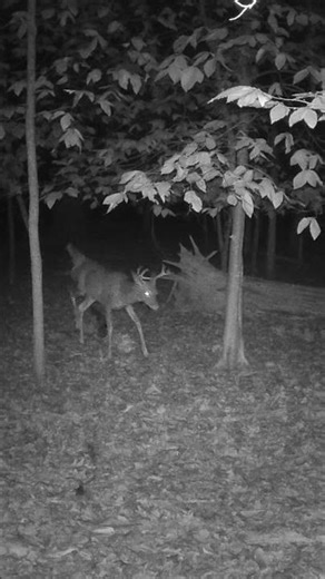 Three Young Bucks Running 🦌🦌‼️
