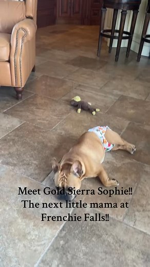 Miss Sophie will be bred to Gold Sierra Oscar Wilde! It will be a first generation direct Gold Sierra litter! Gold Sierra is one of the best bloodlines in the world! This will be my dream litter! For waitlist info, message me!! #frenchiesofinstagram #responsiblebreeders | Julie Papas
