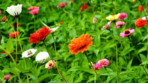 GE燃气灶维修中心|24小时全国统一售后受理中心电话4008899746