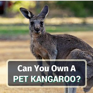 Do Kangaroos Make Good Pets & Are They Even LEGAL??