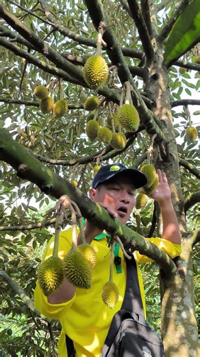 EXTREMELY EFFECTIVE IN PREVENTING FRUIT DROP