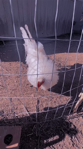 #alabama #fyp #viral #gamefowlbreeders #gamefowl