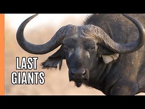Last of the Giants: Earth's Remaining Megafauna | Full Documentary