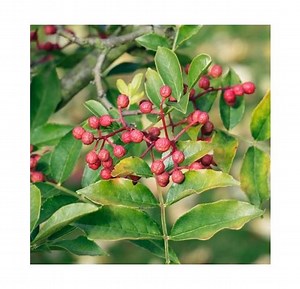 Poivrier rustique d'Amérique - Clavalier