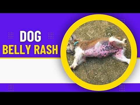 Dog Belly Rash: Common Causes, Symptoms, and Treatments