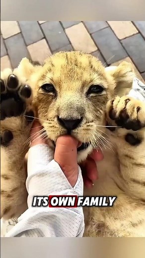 This abandoned lion cub was rescued by kind people, and then this happened... #rescue #lion