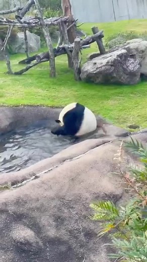 Joyful Pandas Compilation | Cute and Happy Panda Bears