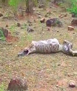 Giant Python Vomits Goat Whole | Erjona Sulejmani