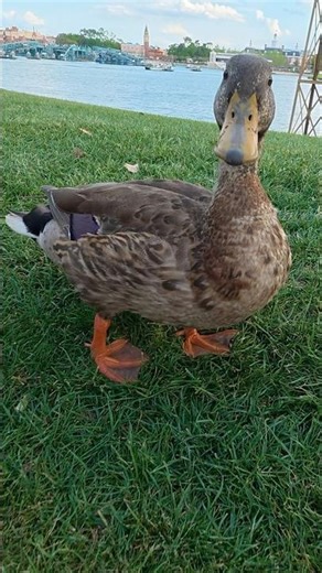 Disney Duck ❤️🦆 #duck #disneyduck #ducks #epcot #disneyworld #disney #flowerandgardenfestival