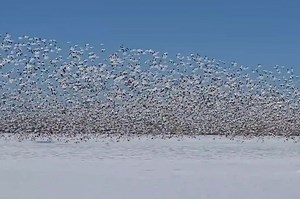 Snow geese migration is a beautiful ‘blizzard’ of birds