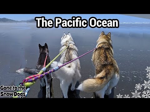 Husky Beach Day - My Husky's FIRST TIME seeing the Ocean