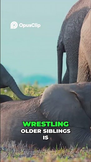 Robotic Camera Captures Adorable Elephant Playtime & Behavior!