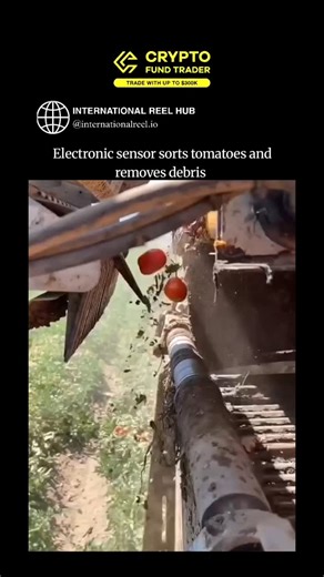 🌍 INTERNATIONAL REEL HUB on Instagram: "The post showcases a 28-second video of Oxbo's electronic tomato sorter in action, using optical and near-infrared sensors to scan conveyor-belted tomatoes at high speed, then deploying air jets to eject debris like stems and unripe fruit with pinpoint accuracy. Deployed in fields since the early 2010s, this tech achieves over 95% sorting precision according to Oxbo specifications, minimizing waste and enabling processors to handle up to 20 tons per hour 