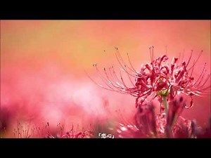 西田佐知子・・恋心