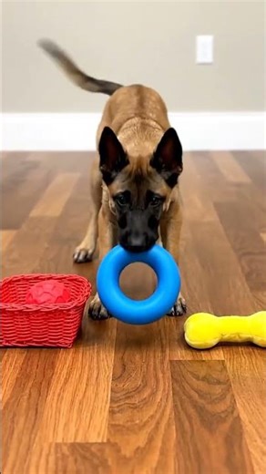 My Puppy Got a Job: Malinois Is Too Smart and Now Sorts the Laundry | Genius Dog