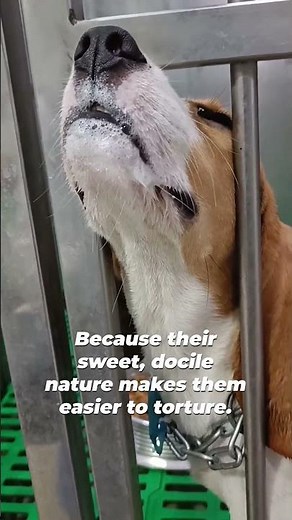 Have you ever wondered why beagles are often experimented on over other dog breeds?