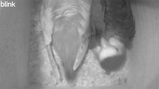 This gives me a chuckle overnight when I check the box cams. This is John & Izzy. John loves to sleep on his back. #lovebirds #thepurpleparrot #parrotbreeding | The Purple Parrot Aviary & Merchandise