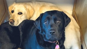 Loving Service Dog Helps Her Disabled Human and Her Deaf Canine Sibling to Navigate Daily Life