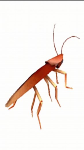 Cucuracha #cockroach #spin #spinning #spinningcockroach