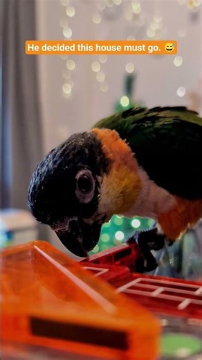 Coco Figures Out the Magnetic House 🦜