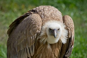 Vultures Facts & Info, Pictures, Video's and Much More about Vultures
