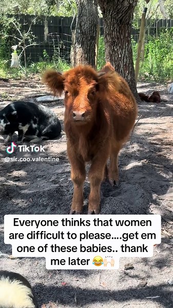Adorable Baby Highland Cow: The Ultimate Mood Booster!