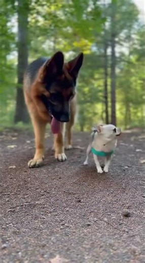 Tiny Backpack Chihuahua & Patient German Shepherd Hiking