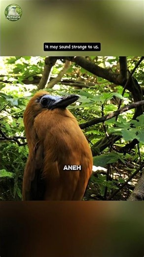 It's Hard to Believe This Sound Comes From a Bird 😱 | Capuchinbird