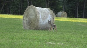 Thrilling Coyote Hunting with FoxPro X24 Cover