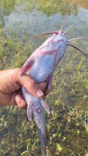 1.8K views · 11 reactions | Wow so big catfish catching video #reels #fishing #fishvideo | Fish CatchUp | Facebook