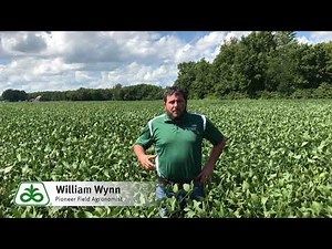 Controlling Waterhemp in Soybean Fields