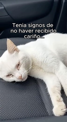 Tiraron a este gatito a la carretera…💔😔 #rescateanimal #animals #ayuda #gatitos #cute
