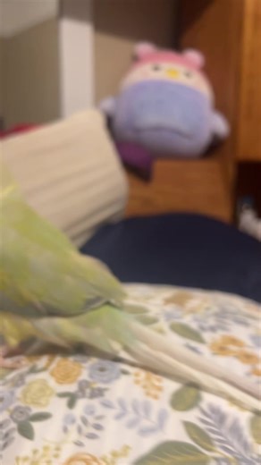 celeste (@cutiepie9ccr)’s videos with original sound - celeste