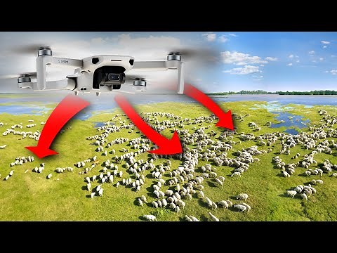Herding Sheep with a DRONE in ICELAND | Réttir